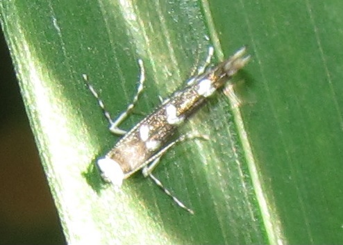 Parectopa robiniella (Gracillariidae)? S